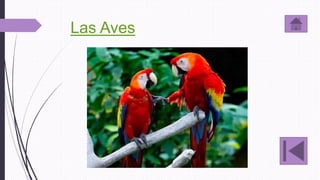 Las Aves
 