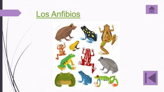 Los Anfibios
 