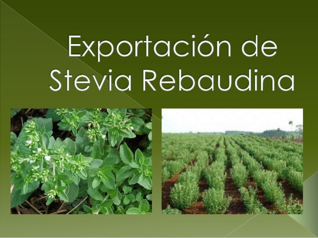 Útil para      diabéticos y       Especie del         dietas         genero Stevia.     hipocalóricas.Glucósidos no       ...
