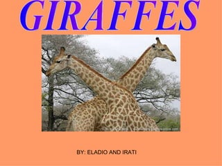 GIRAFFES BY: ELADIO AND IRATI 