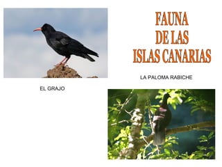 Presentacion islas canarias primaria | PPT