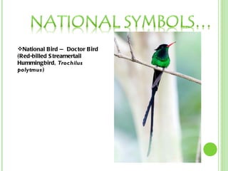 National Bird — Doctor Bird (Red-billed Streamertail Hummingbird,  Trochilus polytmus )  