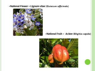 National Flower – Lignum vitae ( Guiacum officinale ) National Fruit — Ackee ( Blighia sapida ) 