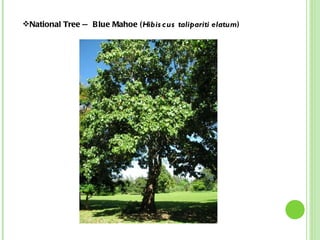 National Tree — Blue Mahoe ( Hibiscus talipariti elatum )   