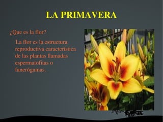 LA PRIMAVERA ¿Que es la flor? La flor es la estructura reproductiva característica de las plantas llamadas espermatofitas o fanerógamas.  