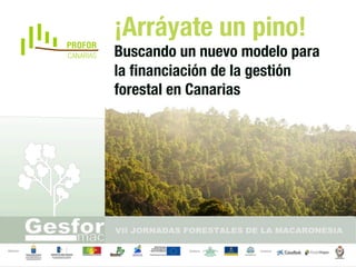 ¡Arráyate un pino! 
Buscando un nuevo modelo para 
la financiación de la gestión 
forestal en Canarias 
 