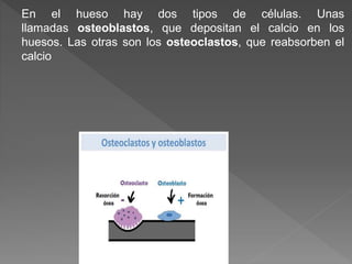 En el hueso hay dos tipos de células. Unas
llamadas osteoblastos, que depositan el calcio en los
huesos. Las otras son los osteoclastos, que reabsorben el
calcio
 