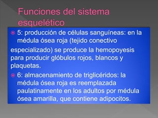  5: producción de células sanguíneas: en la
médula ósea roja (tejido conectivo
especializado) se produce la hemopoyesis
para producir glóbulos rojos, blancos y
plaquetas.
 6: almacenamiento de triglicéridos: la
médula ósea roja es reemplazada
paulatinamente en los adultos por médula
ósea amarilla, que contiene adipocitos.
 