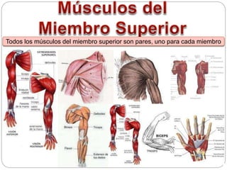 Todos los músculos del miembro superior son pares, uno para cada miembro
 