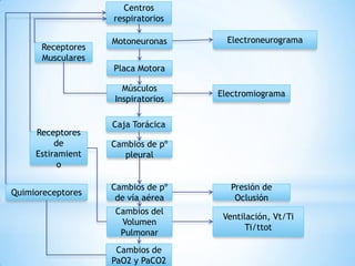 Centros
                   respiratorios

                   Motoneuronas      Electroneurograma
      Receptores
      Musculares
                   Placa Motora

                     Músculos
                                   Electromiograma
                   Inspiratorios

                   Caja Torácica
     Receptores
          de       Cambios de pº
     Estiramient      pleural
           o

                   Cambios de pº      Presión de
Quimioreceptores
                    de vía aérea       Oclusión
                   Cambios del
                                    Ventilación, Vt/Ti
                    Volumen
                                          Ti/ttot
                    Pulmonar
                    Cambios de
                   PaO2 y PaCO2
 