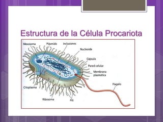 Estructura de la Célula Procariota
 