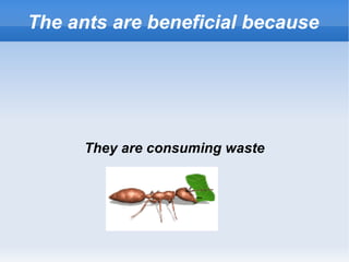 The ants are beneficial because They are consuming waste 
