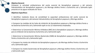 Objetivo General:
Comparar la actividad antibacteriana del aceite esencial de Xenophyllum poposum y del extracto
hidroalcohólico de Xenophyllum poposum y de Moringa oleifera frente a Escherichia coli y Salmoella typhi
presente en las aguas residuales de Tacna.
Objetivos Específicos:
• Identificar mediante discos de sensibilidad la capacidad antibacteriana del aceite esencial de
Xenophyllum poposum y del extracto hidroalcohólico de Xenophyllum poposum y Moringa oleifera.
• Comparar las medidas de los halos de inhibición de Xenophyllum poposum y Moringa oleifera frente a
las bacterias Escherichia coli y Salmonella typhi en los 12 tratamientos empleados.
• Determinar la Concentración Mínima Inhibidora (MIC) de la Xenophyllum poposum y Moringa oleifera
para la inhibición de las bacterias Escherichia coli y Salmonella typhi.
• Determinar la Concentración Mínima Bactericida (CMB) de Xenophyllum poposum y Moringa oleifera
frente a Escherichia coli y Salmonella typhi
• Comparar los niveles de inhibición de Xenophyllum poposum y de Moringa oleifera frente a Escherichia
coli y Salmonella typhi.
• Comparar los niveles bactericidas de Xenophyllum poposum y Moringa oleifera frente a Escherichia coli
y Salmonella typhi.
 