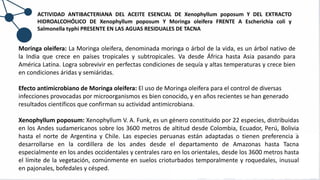 Xenophyllum poposum: Xenophyllum V. A. Funk, es un género constituido por 22 especies, distribuidas
en los Andes sudamericanos sobre los 3600 metros de altitud desde Colombia, Ecuador, Perú, Bolivia
hasta el norte de Argentina y Chile. Las especies peruanas están adaptadas o tienen preferencia a
desarrollarse en la cordillera de los andes desde el departamento de Amazonas hasta Tacna
especialmente en los andes occidentales y centrales raro en los orientales, desde los 3600 metros hasta
el límite de la vegetación, comúnmente en suelos crioturbados temporalmente y roquedales, inusual
en pajonales, bofedales y césped.
Efecto antimicrobiano de Moringa oleifera: El uso de Moringa oleifera para el control de diversas
infecciones provocadas por microorganismos es bien conocido, y en años recientes se han generado
resultados científicos que confirman su actividad antimicrobiana.
ACTIVIDAD ANTIBACTERIANA DEL ACEITE ESENCIAL DE Xenophyllum poposum Y DEL EXTRACTO
HIDROALCOHÓLICO DE Xenophyllum poposum Y Moringa oleifera FRENTE A Escherichia coli y
Salmonella typhi PRESENTE EN LAS AGUAS RESIDUALES DE TACNA
Moringa oleifera: La Moringa oleifera, denominada moringa o árbol de la vida, es un árbol nativo de
la India que crece en países tropicales y subtropicales. Va desde África hasta Asia pasando para
América Latina. Logra sobrevivir en perfectas condiciones de sequía y altas temperaturas y crece bien
en condiciones áridas y semiáridas.
 