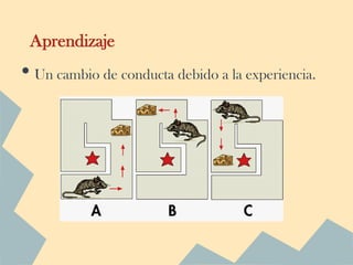Aprendizaje
• Un cambio de conducta debido a la experiencia.
 