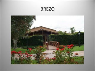 BREZO 