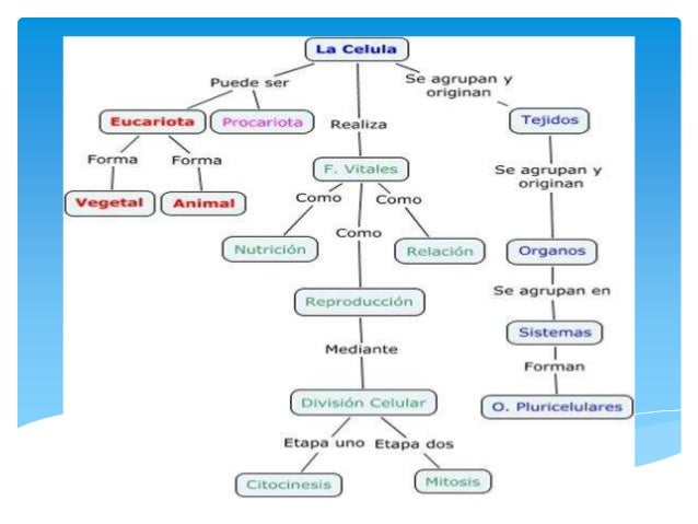 16+ [ Clula Eucariota Clula Eucariota Vegetal Clula 
