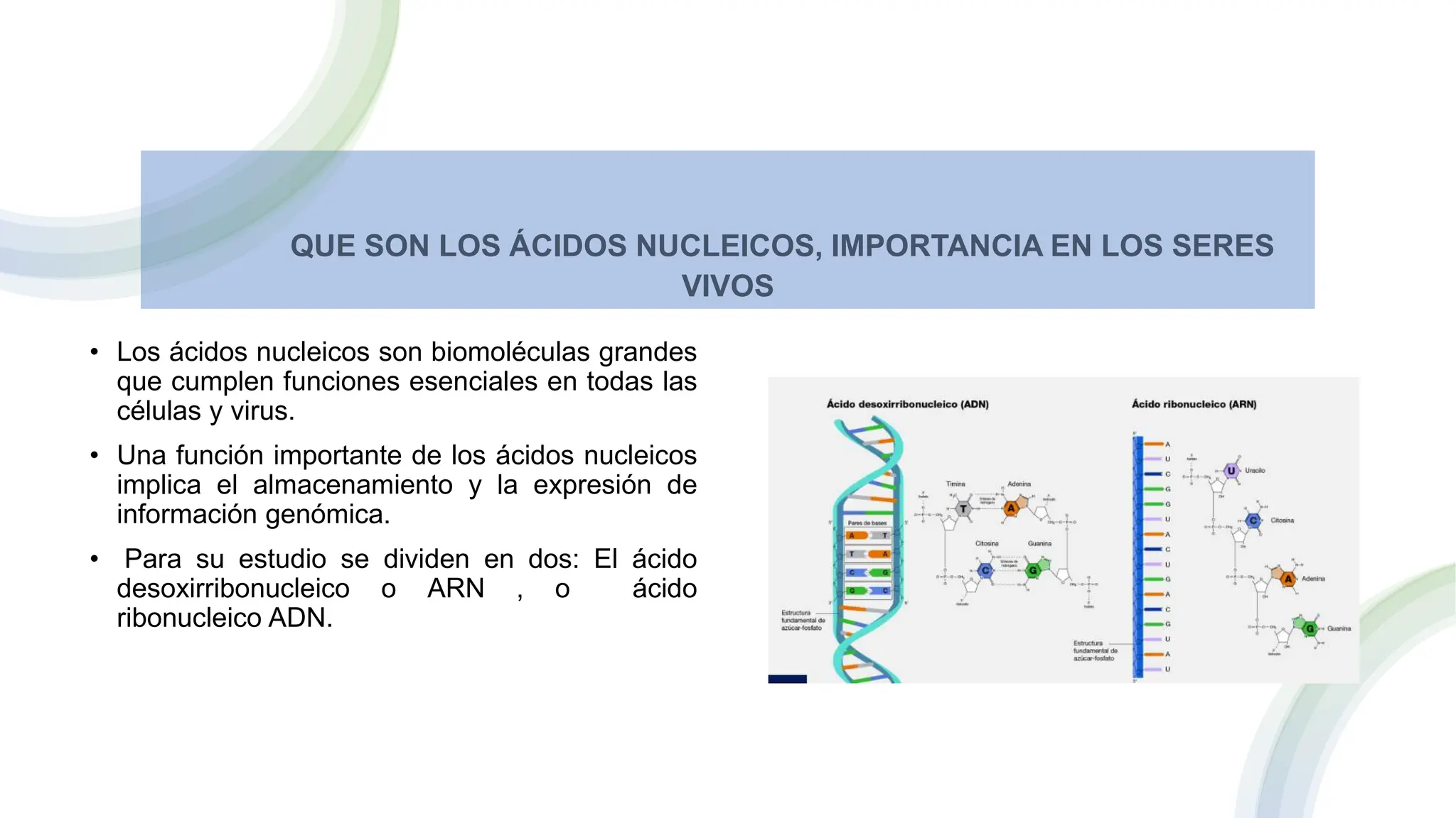 Cidos Nucleicos Concepto Tipos Estructura Y Funciones