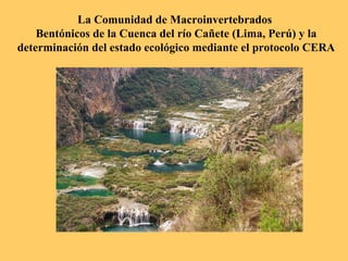 La Comunidad de Macroinvertebrados  Bentónicos de la Cuenca del río Cañete (Lima, Perú) y la determinación del estado ecológico mediante el protocolo CERA 