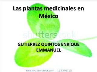 Las plantas medicinales en
          México



 GUTIERREZ QUINTOS ENRIQUE
        EMMANUEL
 