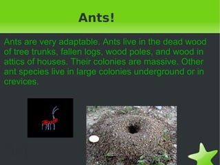 Ants! Ants are very adaptable. Ants live in the dead wood of tree trunks, fallen logs, wood poles, and wood in attics of houses. Their colonies are massive. Other ant species live in large colonies underground or in crevices.   