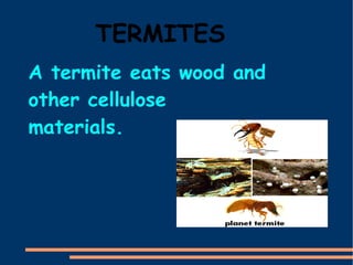 TERMITES A termite eats wood and other cellulose materials. 
