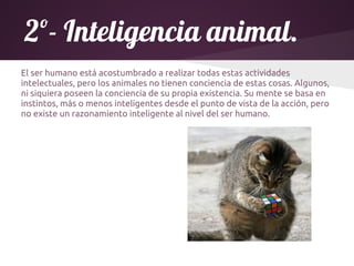 2º- Inteligencia animal.
El ser humano está acostumbrado a realizar todas estas actividades
intelectuales, pero los animales no tienen conciencia de estas cosas. Algunos,
ni siquiera poseen la conciencia de su propia existencia. Su mente se basa en
instintos, más o menos inteligentes desde el punto de vista de la acción, pero
no existe un razonamiento inteligente al nivel del ser humano.
 