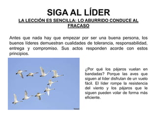 SIGA AL LÍDER
LA LECCIÓN ES SENCILLA: LO ABURRIDO CONDUCE AL
FRACASO
Antes que nada hay que empezar por ser una buena persona, los
buenos líderes demuestran cualidades de tolerancia, responsabilidad,
entrega y compromiso. Sus actos responden acorde con estos
principios.
¿Por qué los pájaros vuelan en
bandadas? Porque las aves que
siguen al líder disfrutan de un vuelo
fácil. El líder rompe la resistencia
del viento y los pájaros que le
siguen pueden volar de forma más
eficiente.
 