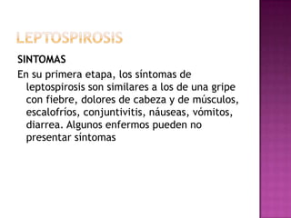 SINTOMAS
En su primera etapa, los síntomas de
leptospirosis son similares a los de una gripe
con fiebre, dolores de cabeza y de músculos,
escalofríos, conjuntivitis, náuseas, vómitos,
diarrea. Algunos enfermos pueden no
presentar síntomas

 