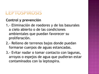 Control y prevención
1.- Eliminación de roedores y de los basurales
a cielo abierto o de las condiciones
ambientales que puedan favorecer su
proliferación.
2.- Relleno de terrenos bajos donde puedan
formarse cuerpos de aguas estancadas.
3.- Evitar nadar o tomar contacto con lagunas,
arroyos o espejos de agua que pudieran estar
contaminados con la leptospira.

 