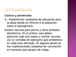 Control y prevención
4.- Implementar campañas de educación para
la salud donde se informe a la población
sobre la leptospirosis.
Existen vacunas para perros y otros animales
domésticos. En el primer caso deben
aplicarse cada seis meses y utilizar vacunas
con la variedad de leptospira que predomina
en cada área afectada. En algunos países se
han implementado campañas de vacunación
en humanos para grupos de riesgo.

 
