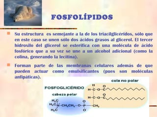 FOSFOLÍPIDOS
 Su estructura es semejante a la de los triacilglicéridos, sólo que
en este caso se unen sólo dos ácidos grasos al glicerol. El tercer
hidroxilo del glicerol se esterifica con una molécula de ácido
fosfórico que a su vez se une a un alcohol adicional (como la
colina, generando la lecitina).
 Forman parte de las membranas celulares además de que
pueden actuar como emulsificantes (pues son moléculas
anfipáticas).
 