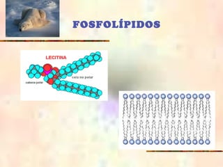 FOSFOLÍPIDOS
 