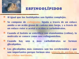 ESFINGOLÍPIDOS
 Al igual que los fosfólípidos son lípidos complejos.
 Se compone de esfingosina ligada a través de un enlace
amida a un ácido graso de cadena muy larga, y a través de
un enlace éster o acetal a ácidos o carbohidratos.
 Cuando el fosfato se esterifica con etanolamina (colina), la
molécula se conoce como una esfingomielina.
 Cuando hay uno o más carbohidratos se forman
glicolípidos.
 Los glicolípidos más comunes son los cerebrósidos y que
son importantes porque forman una cubierta de mielina en
las células nerviosas.
 
