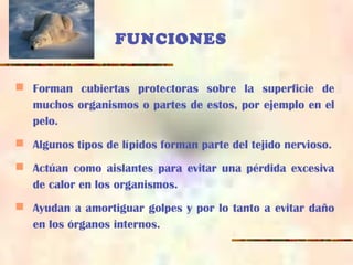 FUNCIONES
 Forman cubiertas protectoras sobre la superficie de
muchos organismos o partes de estos, por ejemplo en el
pelo.
 Algunos tipos de lípidos forman parte del tejido nervioso.
 Actúan como aislantes para evitar una pérdida excesiva
de calor en los organismos.
 Ayudan a amortiguar golpes y por lo tanto a evitar daño
en los órganos internos.
 