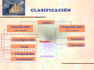 CLASIFICACIÓN
LípidosLípidos
Saponificables
(con ác. grasos)
Saponificables
(con ác. grasos)
EsfingolípidosEsfingolípidos
TerpenosTerpenosTriacilglicéridosTriacilglicéridos
EsteroidesEsteroidesCerasCeras
FosfolípidosFosfolípidos
Simples
Complejos
Insaponificables
(sin ác. grasos)
Insaponificables
(sin ác. grasos)
 
