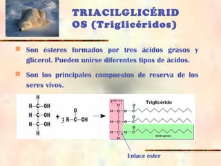 TRIACILGLICÉRID
OS (Triglicéridos)
 Son ésteres formados por tres ácidos grasos y
glicerol. Pueden unirse diferentes tipos de ácidos.
 Son los principales compuestos de reserva de los
seres vivos.
3
Enlace éster
 