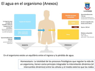 El agua en el organismo (Anexos)
En el organismo existe un equilibrio entre el ingreso y la pérdida de agua.
Homeostasis: La totalidad de los procesos fisiológicos que regulan la vida de
un organismo, tienen como principio integrador la interrelación dinámica (el
intercambio dinámico) entre las células y el medio externo que las rodea
 
