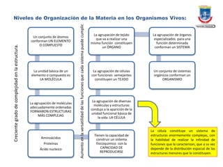 Un conjunto de átomos
conforman UN ELEMENTO
O COMPUESTO
La unidad básica de un
elemento o compuesto es
LA MOLÉCULA
La agrupación de moléculas
adecuadamente ordenadas
FORMARON ESTRUCTURAS
MÁS COMPLEJAS
Aminoácidos
Proteínas
Ácido nucleico
Tienen la capacidad de
construir un sistema
fisicoquímico con la
CAPACIDAD DE
REPRODUCIRSE
La agrupación de diversas
moléculas y estructuras
condujo a la aparición de la
unidad funcional básica de
la vida: LA CÉLULA
La agrupación de células
con funciones semejantes
constituyen un TEJIDO
La agrupación de tejido
que va a realizar una
misma función constituyen
un ÓRGANO
La agrupación de órganos
especializados para una
función determinada
conforman un SISTEMA
Un conjunto de sistemas
orgánicos conforman un
ORGANISMO
Niveles de Organización de la Materia en los Organismos Vivos:Crecientegradodecomplejidadenlaestructura.
Aumentoenlaversatilidaddelasfuncionesquecadasistemapuedecumplir.
La célula constituye un sistema de
estructuras enormemente complejas, con
la habilidad de realizar la infinidad de
funciones que la caracterizan, que a su vez
depende de la distribución espacial de las
estructuras menores que la constituyen.
 