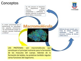 Conceptos
Molécula de gran tamaño, que a
través de enlaces covalentes
ramificados, forma una
estructura continua de átomos
unidos entre sí.
las más comunes en bioquímica
son biopolímeros (ácidos
nucleicos, proteínas,
carbohidratos y polifenoles) y
grandes moléculas no poliméricas
(como lípidos y macrociclos)
Es creada comúnmente por la
polimerización de subunidades
más pequeñas (monómeros).
"las macromoléculas pueden ser
naturales, naturales modificadas
y sintéticas"
LAS PROTEINAS: son macromoléculas que
constituyen el principal nutriente para la formación
de los músculos del cuerpo. Además de la
formación de tejidos, las proteínas también regulan
varias funciones del organismo.
 