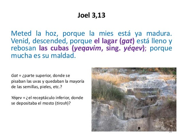 El vino en la Biblia Hebrea