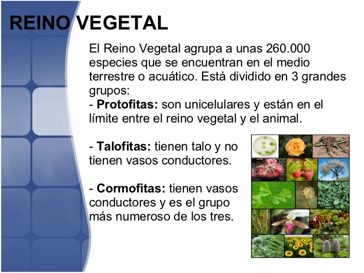Resultado de imagen de resumen de los 5 reinos de los seres vivos