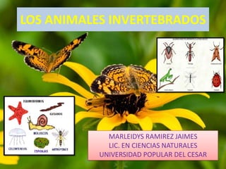 LOS ANIMALES INVERTEBRADOS




             MARLEIDYS RAMIREZ JAIMES
             LIC. EN CIENCIAS NATURALES
           UNIVERSIDAD POPULAR DEL CESAR
 