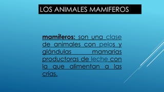 LOS ANIMALES MAMIFEROS
mamíferos: son una clase
de animales con pelos y
glándulas mamarias
productoras de leche con
la que alimentan a las
crías.
 