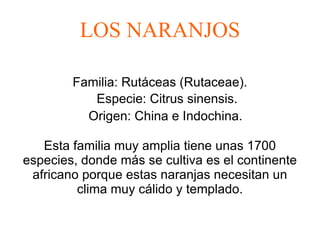 LOS NARANJOS Familia: Rutáceas (Rutaceae). Especie: Citrus sinensis. Origen: China e Indochina.   Esta familia muy amplia tiene unas 1700 especies, donde más se cultiva es el continente africano porque estas naranjas necesitan un clima muy cálido y templado. 