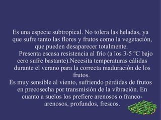 Es una especie subtropical. No tolera las heladas, ya que sufre tanto las flores y frutos como la vegetación, que pueden desaparecer totalmente.  Presenta escasa resistencia al frío (a los 3-5 ºC bajo cero sufre bastante).Necesita temperaturas cálidas durante el verano para la correcta maduración de los frutos.  Es muy sensible al viento, sufriendo pérdidas de frutos en precosecha por transmisión de la vibración. En cuanto a suelos los prefiere arenosos o franco-arenosos, profundos, frescos. 