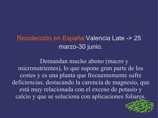 Recolección en España: Valencia Late -> 25 marzo-30 junio. Demandan mucho abono (macro y micronutrientes), lo que supone gran parte de los costes y es una planta que frecuentemente sufre deficiencias, destacando la carencia de magnesio, que está muy relacionada con el exceso de potasio y calcio y que se soluciona con aplicaciones foliares. 