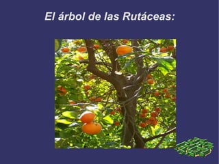 El árbol de las Rutáceas: 