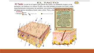 Organo de los sentidos 