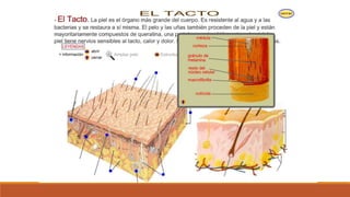 Organo de los sentidos 